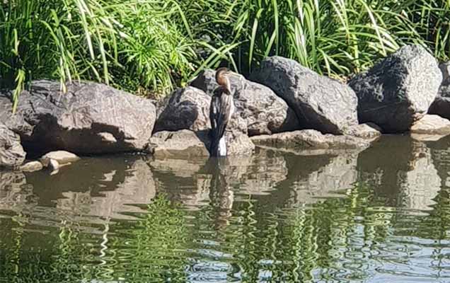 darter released after plastic removed from mouth rspca queensland